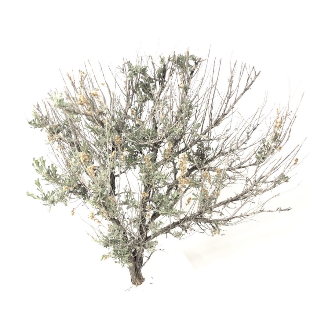 Model Tree Armatures Sample Pack